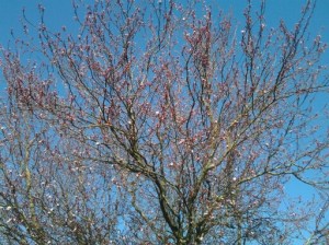 Tuesday Blossoms and the sky is even bluer....  